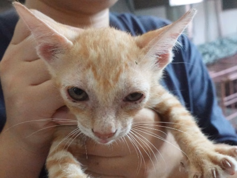 Orange-and-white young male mixed-breed cat, Medium, shelter no. …8-14