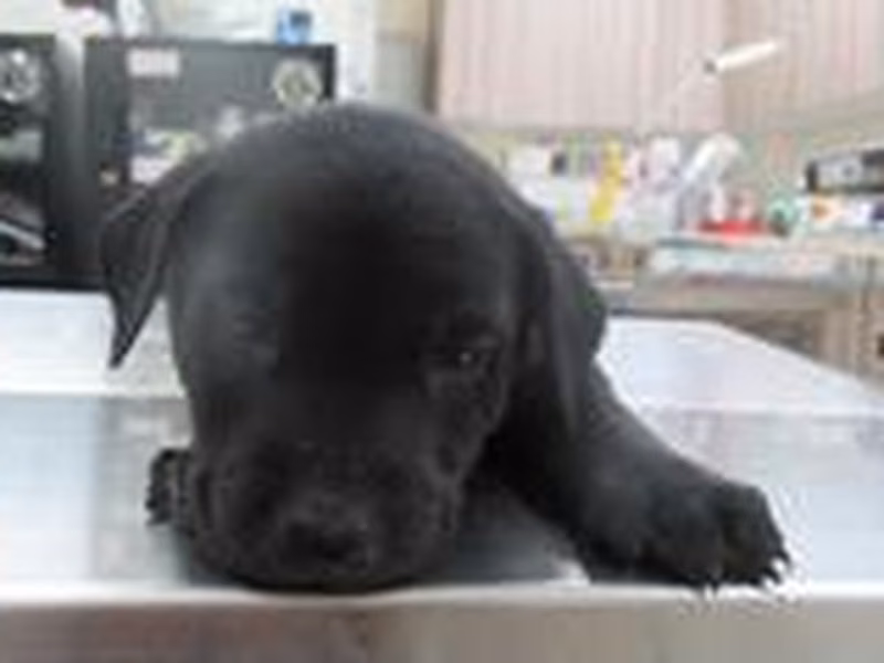Black young female mixed-breed dog, Small, shelter no. …8002