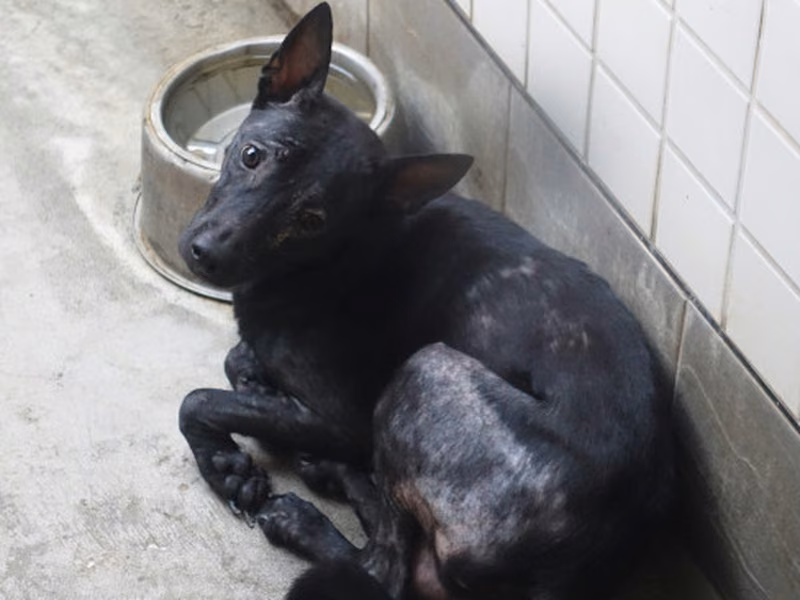 Black adult female mixed-breed dog, Large, shelter no. …0303