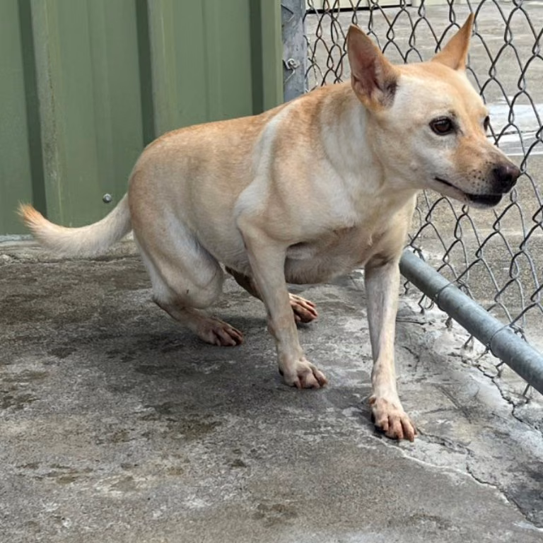 White adult female mixed-breed dog, Large, shelter no. …002D