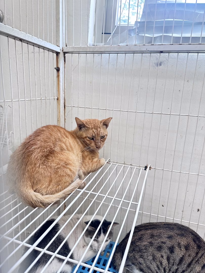 Orange adult male mixed-breed cat, Large, shelter no. …1004