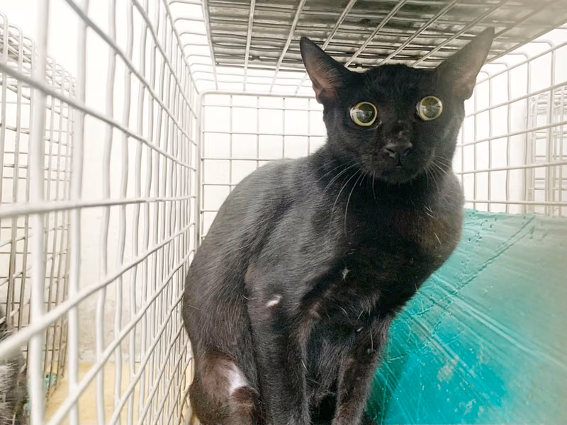 Black adult female mixed-breed cat, Small, shelter no. …1204