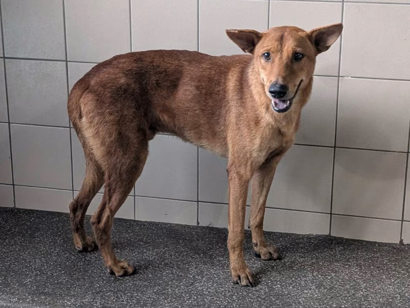 Tan adult male mixed-breed dog, Large, shelter no. …2303