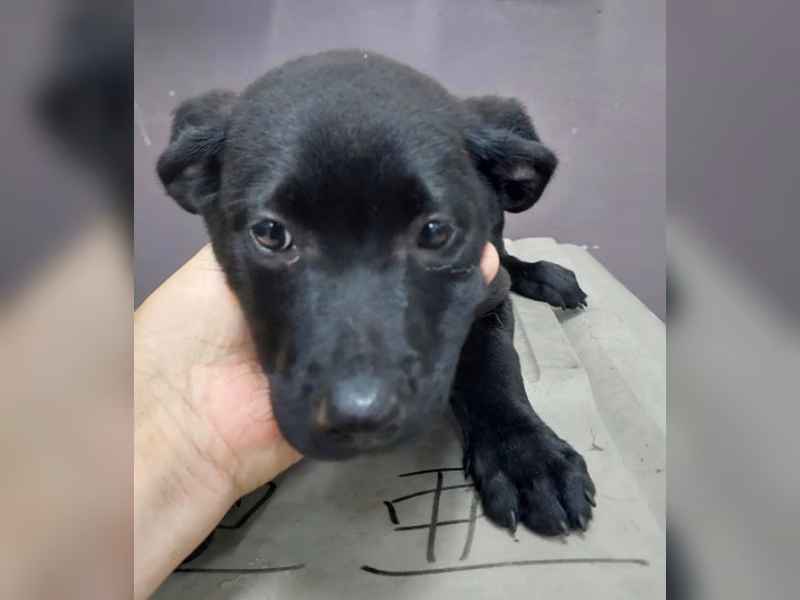 Black young male mixed-breed dog, Medium, shelter no. …7005