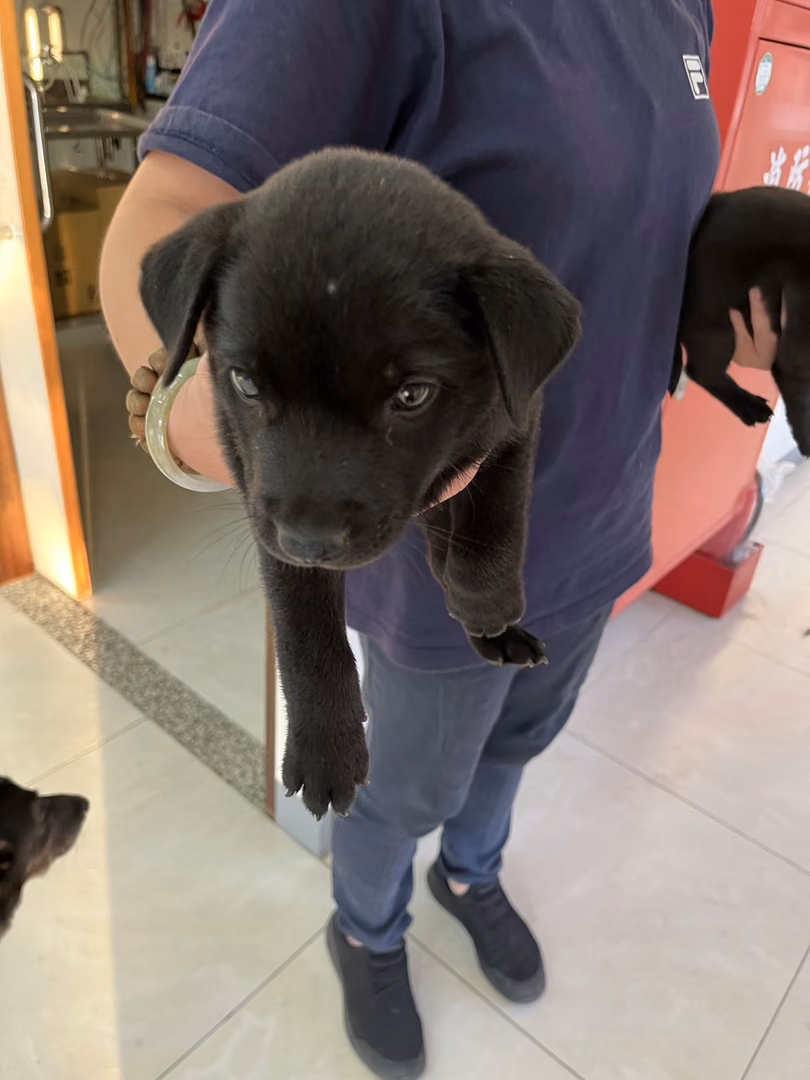 Black young female mixed-breed dog, Small, shelter no. …0D05