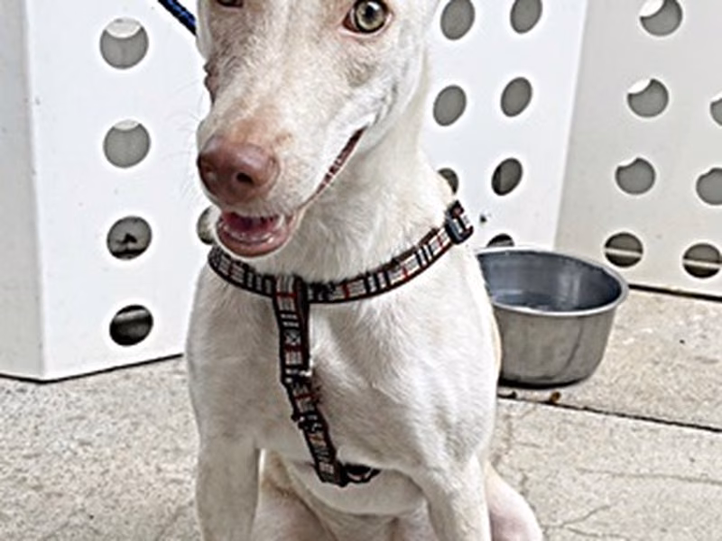 White adult female mixed-breed dog, Medium, shelter no. …0008