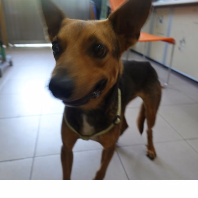 Black-and-brown adult male mixed-breed dog, Medium, shelter no. …4-07