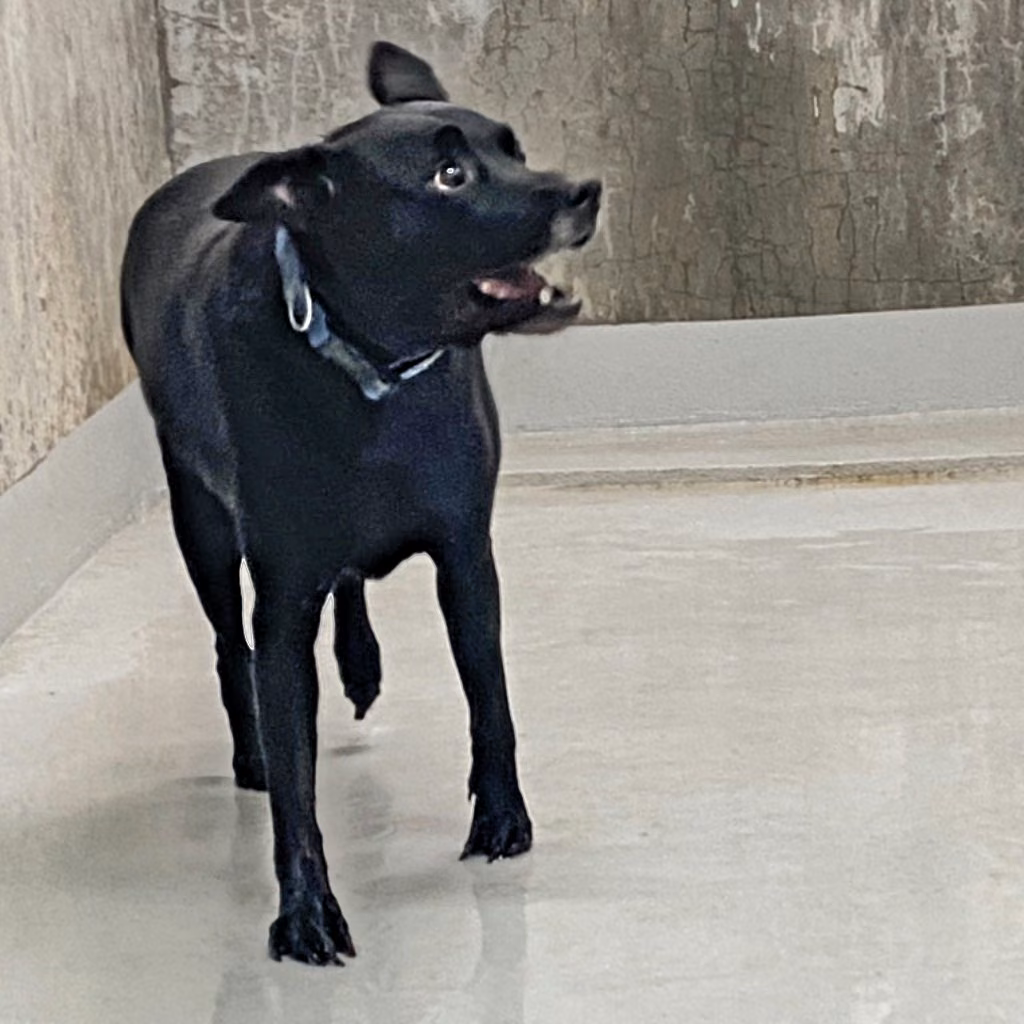 Black adult female mixed-breed dog, Medium, shelter no. …1004
