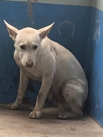 Tan adult male mixed-breed dog, Large, shelter no. …6001