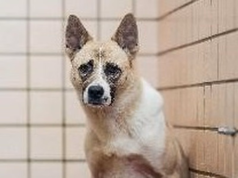 Tan-and-white adult male mixed-breed dog, Medium, shelter no. …0003