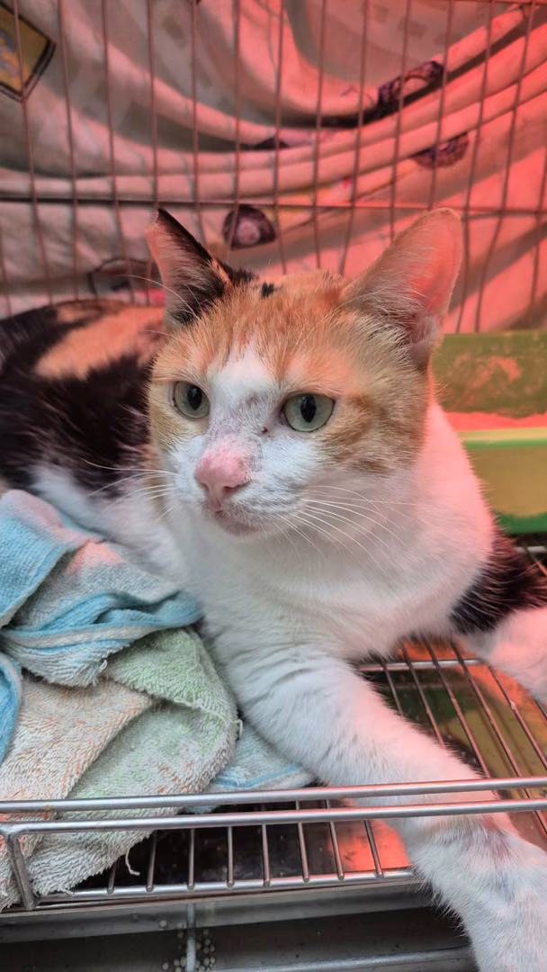 Calico adult female mixed-breed cat, Small, shelter no. …3003
