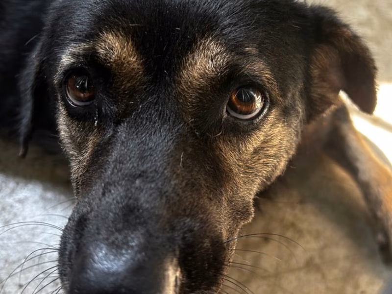 Black-and-tan adult female mixed-breed dog, Large, shelter no. …6024