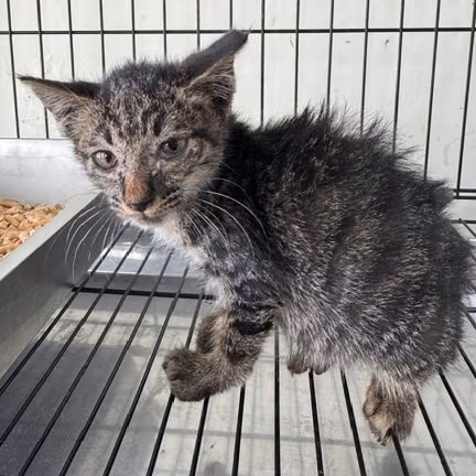 Tabby young mixed-breed cat, Small, shelter no. …4006