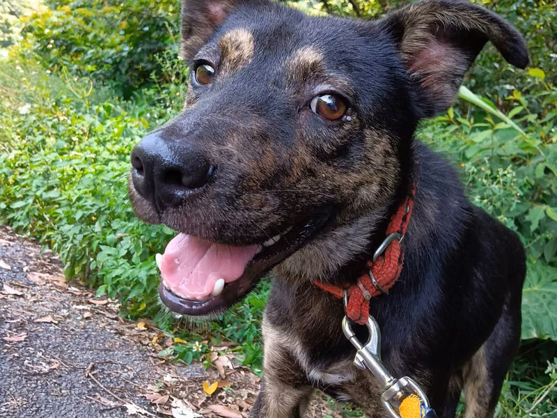 Tabby adult male mixed-breed dog, Medium, shelter no. …5013