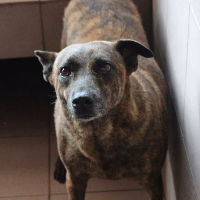 Tabby adult female mixed-breed dog, Medium, shelter no. …0-10