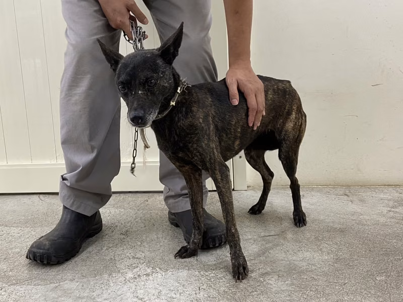 Tabby adult female mixed-breed dog, Medium, shelter no. …1406