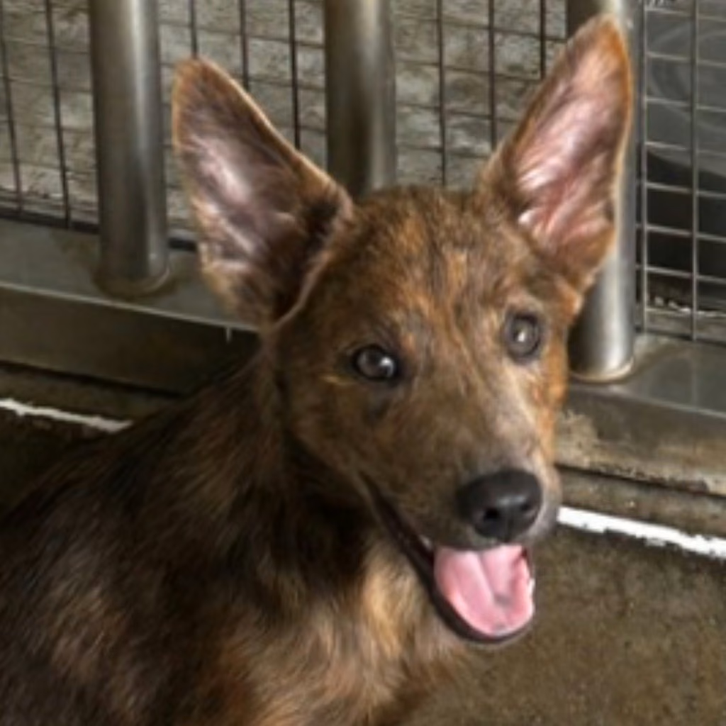 Tabby young female mixed-breed dog, Medium, shelter no. …3015