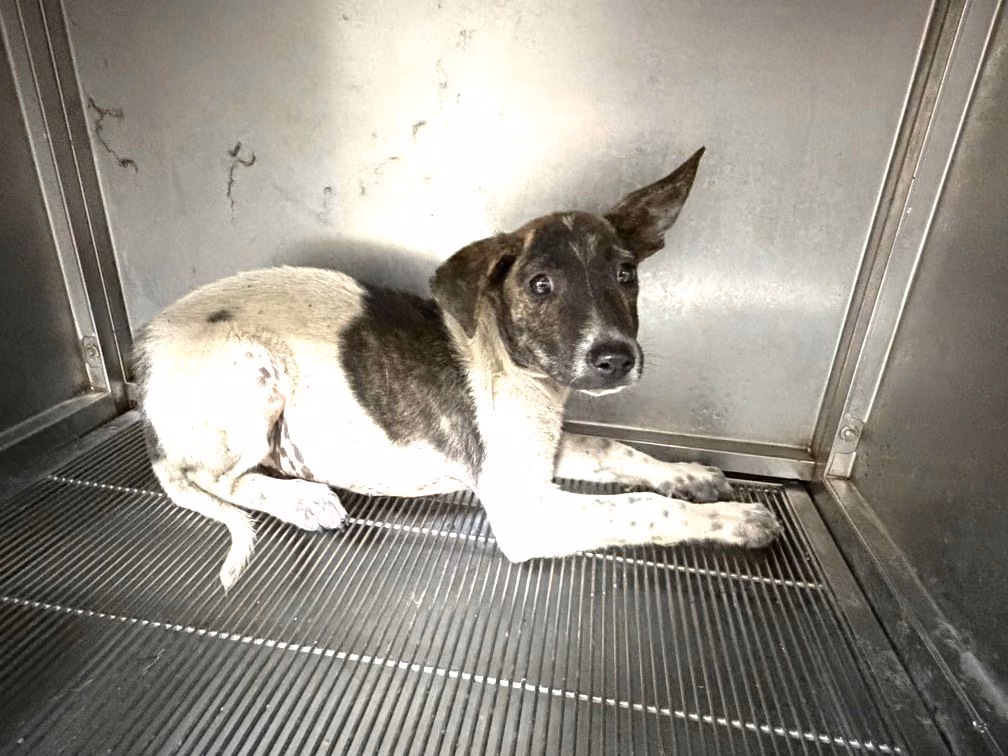 Patched adult male mixed-breed dog, Small, shelter no. …6Q13