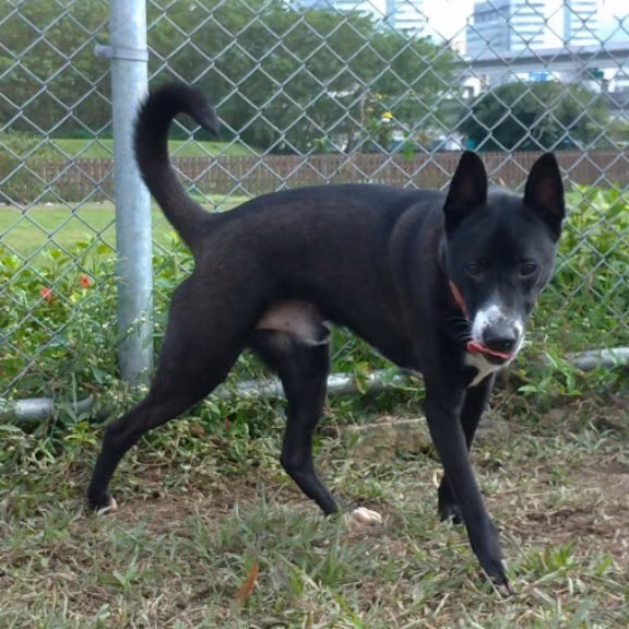 Black-and-white young male mixed-breed dog, Medium, shelter no. …1802