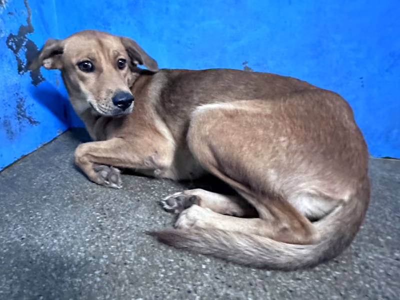 Tan adult female mixed-breed dog, Large, shelter no. …7008