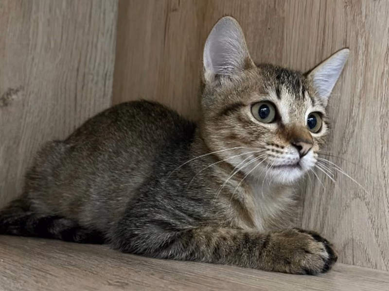 Tabby young female mixed-breed cat, Medium, shelter no. …0005
