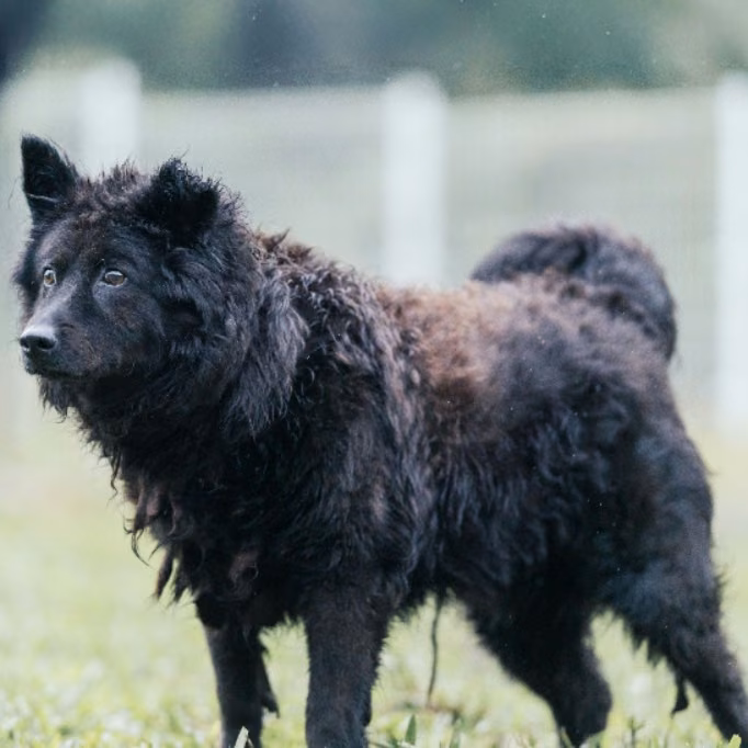 Black adult male mixed-breed dog, Medium, shelter no. …1001
