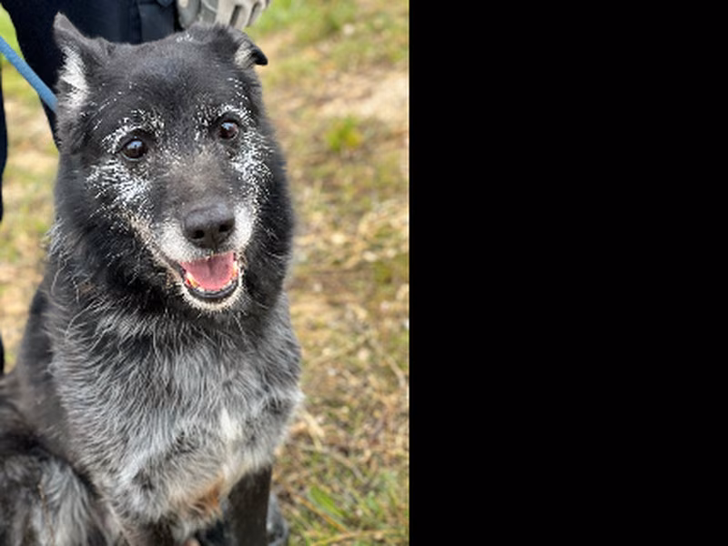 Choto / Menta, Senior · Male · Mixed breed