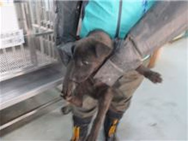 Black adult male mixed-breed dog, Small, shelter no. …9011