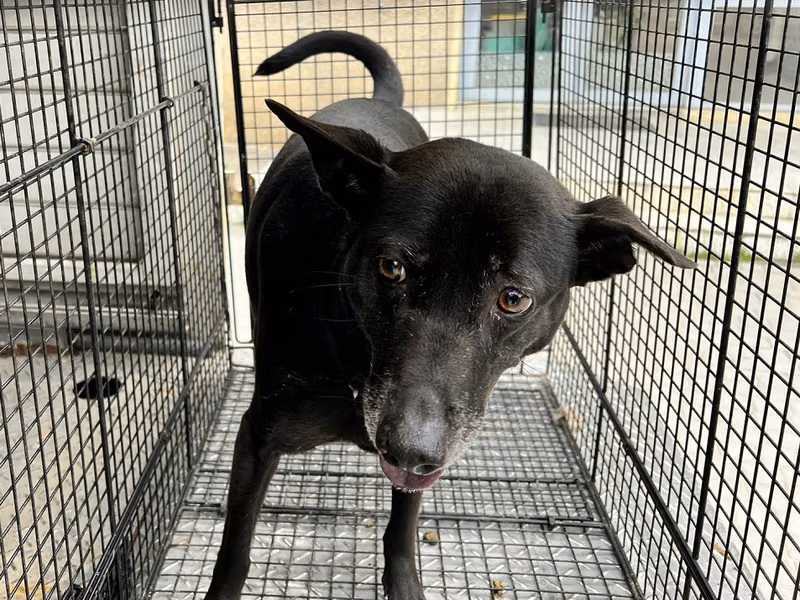 Black adult female mixed-breed dog, Medium, shelter no. …0003
