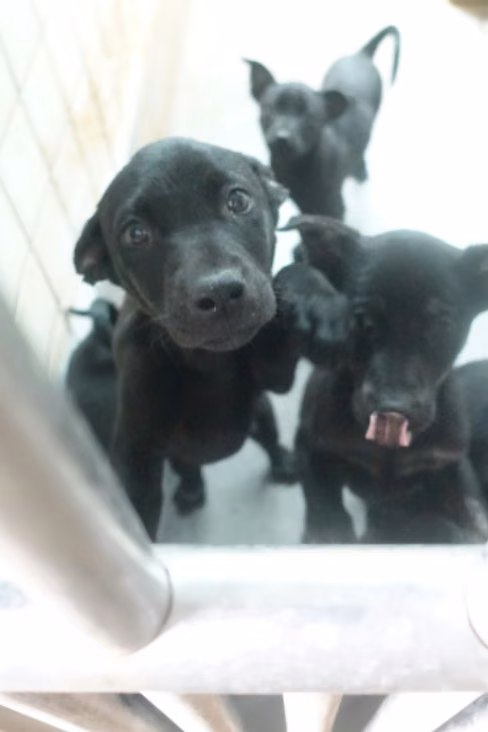 Black young mixed-breed dog, Small, shelter no. …0372