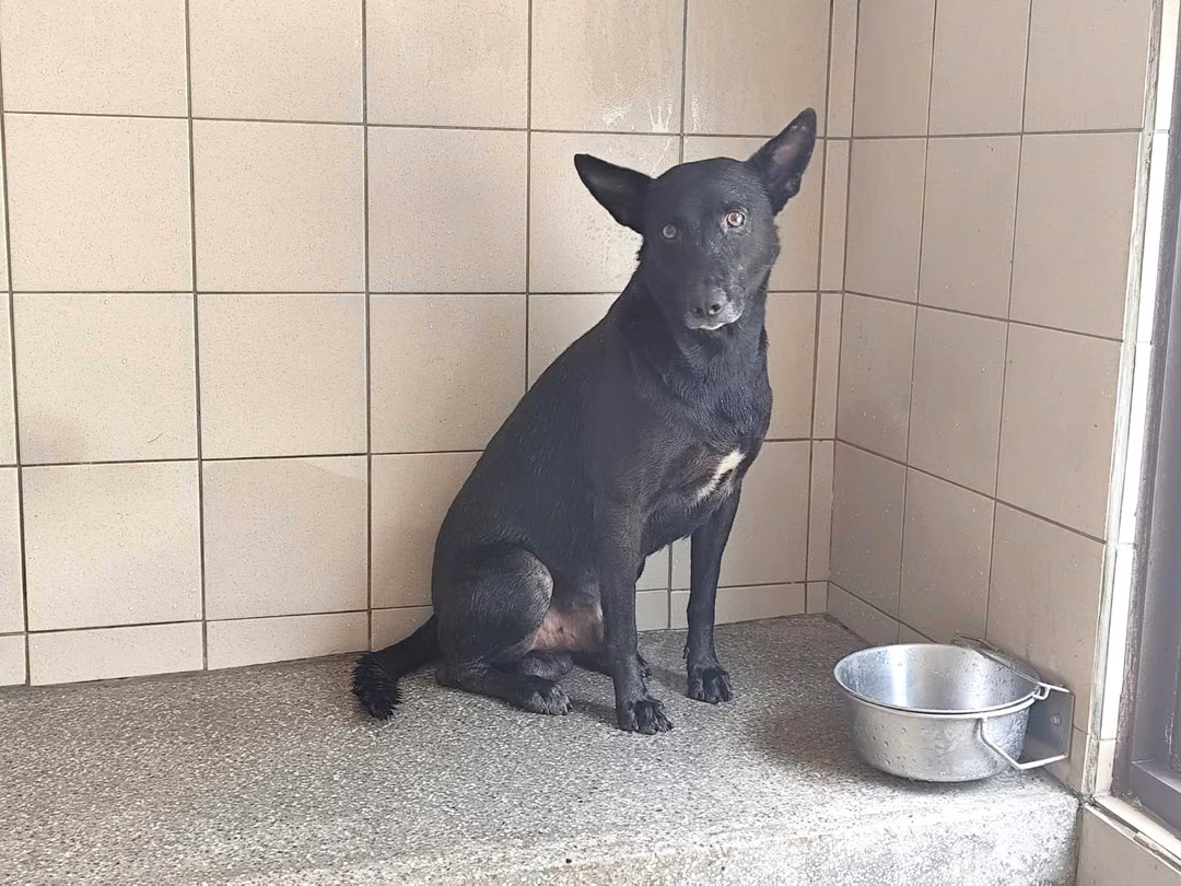 Black adult male mixed-breed dog, Large, shelter no. …0501