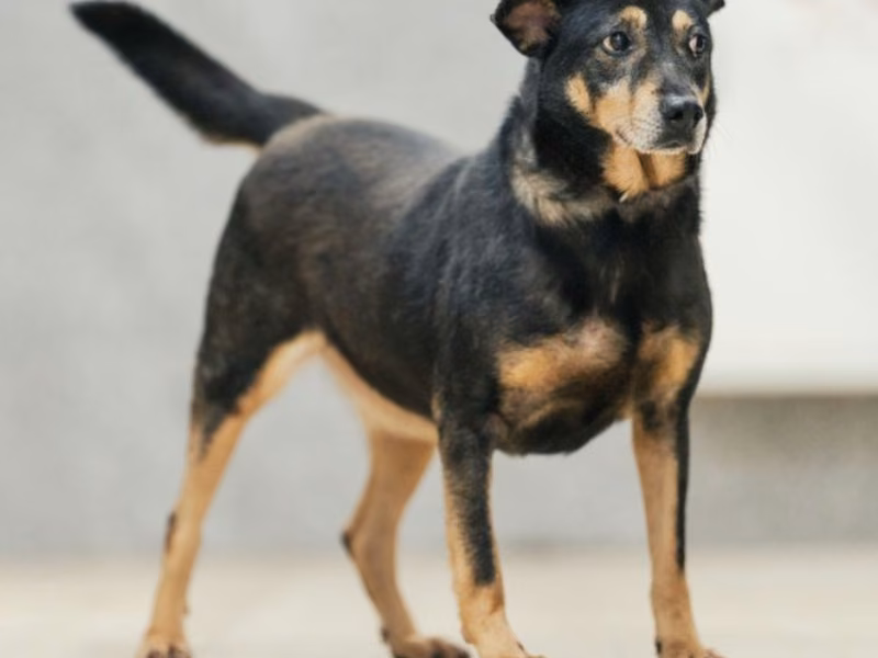 Black-and-tan young male mixed-breed dog, Large, shelter no. …3002