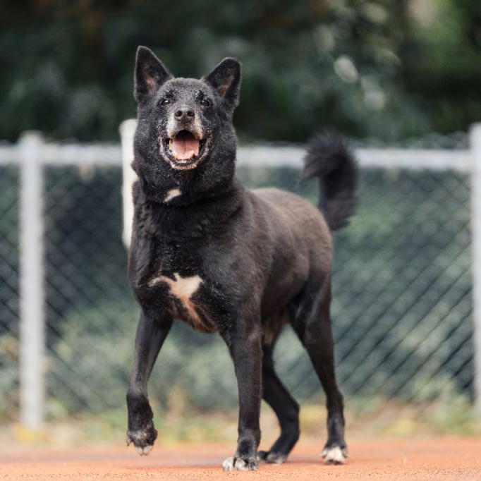 Black adult male mixed-breed dog, Medium, shelter no. …1404