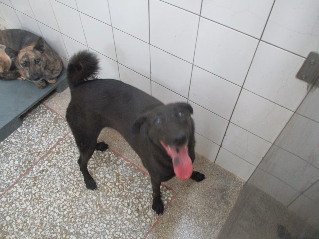 Black adult female mixed-breed dog, Large, shelter no. …4A25