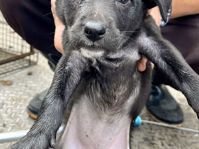 Black young female mixed-breed dog, Small, shelter no. …2008
