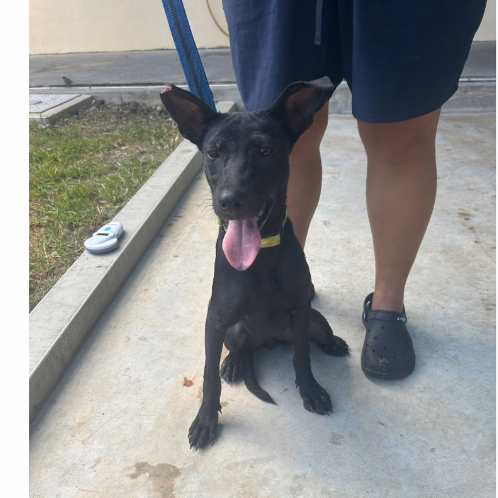 Black adult female mixed-breed dog, Medium, shelter no. …6042