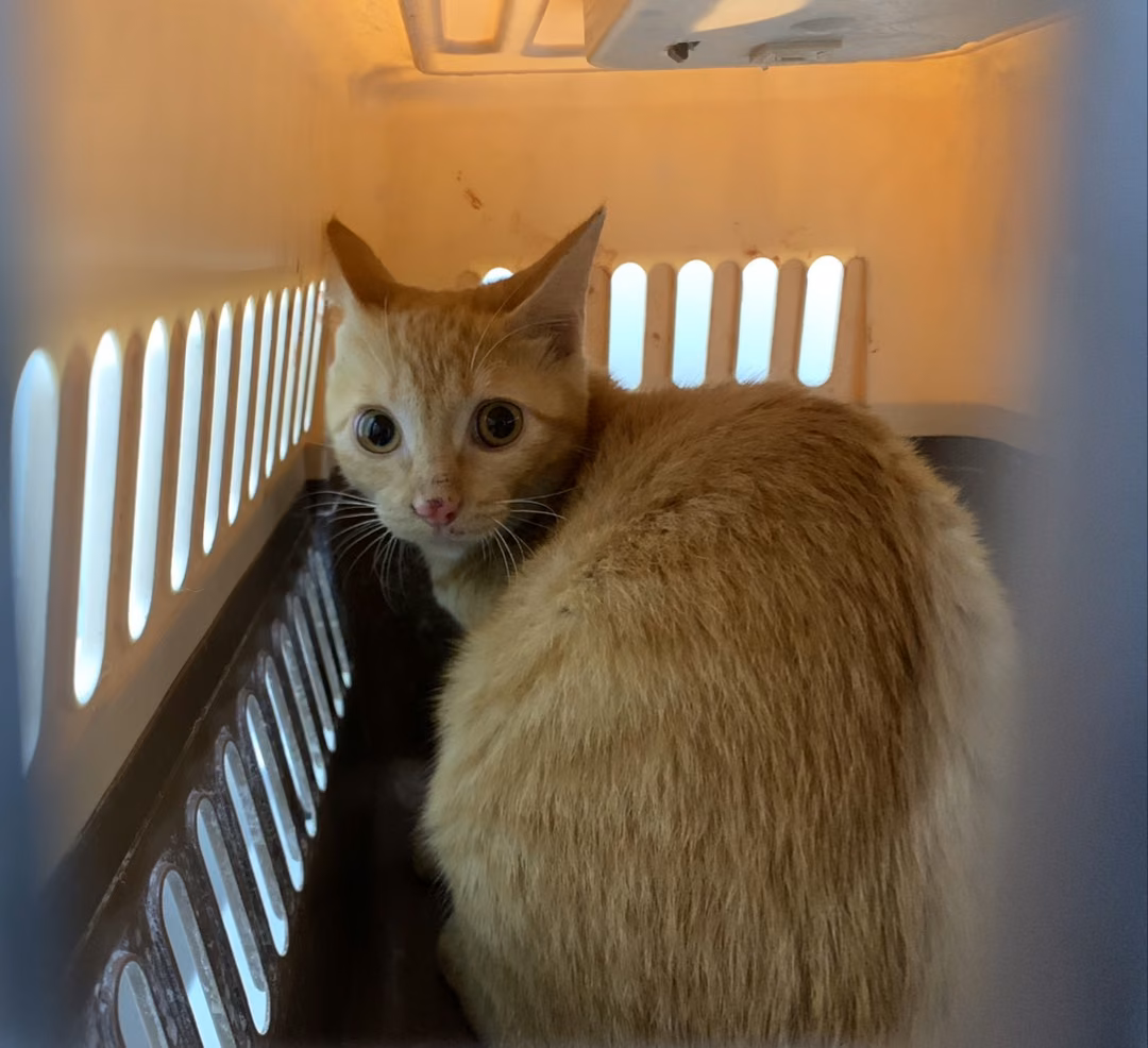 Orange tabby adult female mixed-breed cat, Small, shelter no. …2605