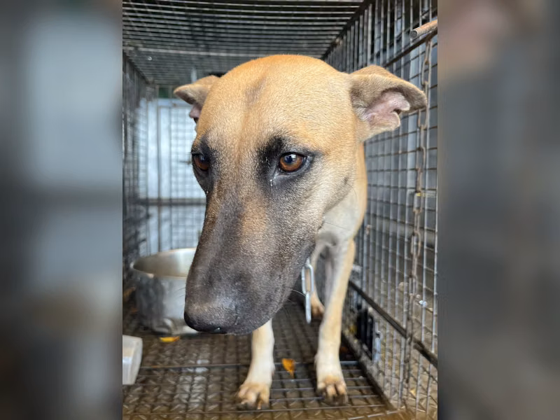 Tan adult female mixed-breed dog, Medium, shelter no. …2002