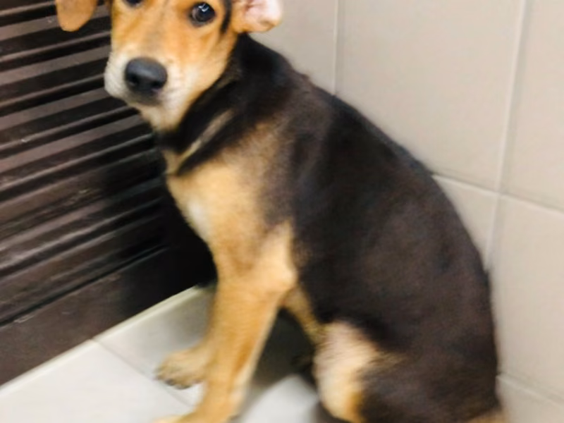 Brown young female mixed-breed dog, Medium, shelter no. …0604