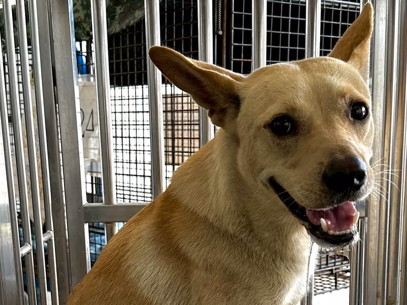 Tan adult male mixed-breed dog, Medium, shelter no. …4001