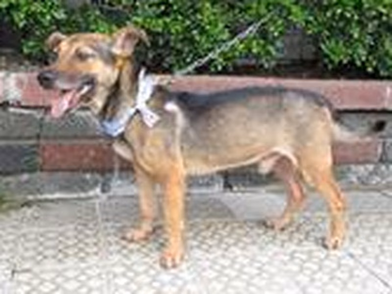 Black-and-tan adult male mixed-breed dog, Medium, shelter no. …7151