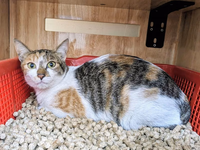 Calico adult female mixed-breed cat, Medium, shelter no. …3002