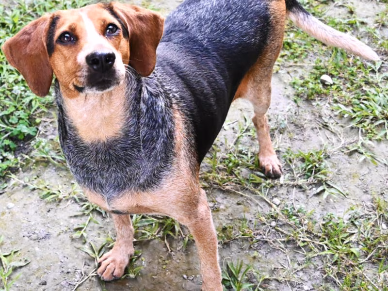 Brown-and-black adult female mixed-breed dog, Medium, shelter no. …9003
