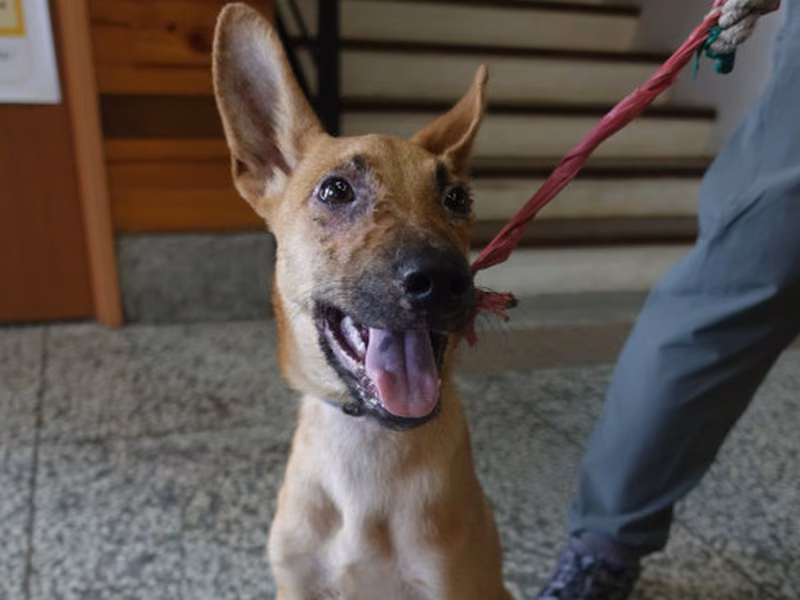 Tan adult male mixed-breed dog, Large, shelter no. …1088