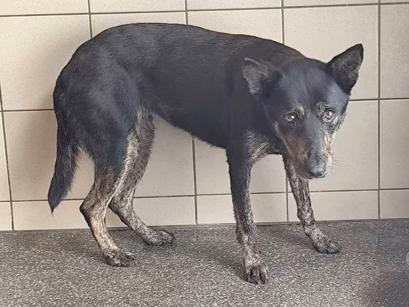 Black adult female mixed-breed dog, Large, shelter no. …0502