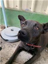 Black adult female mixed-breed dog, Medium, shelter no. …2007