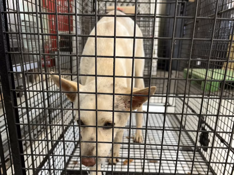 White adult female mixed-breed dog, Medium, shelter no. …6D01