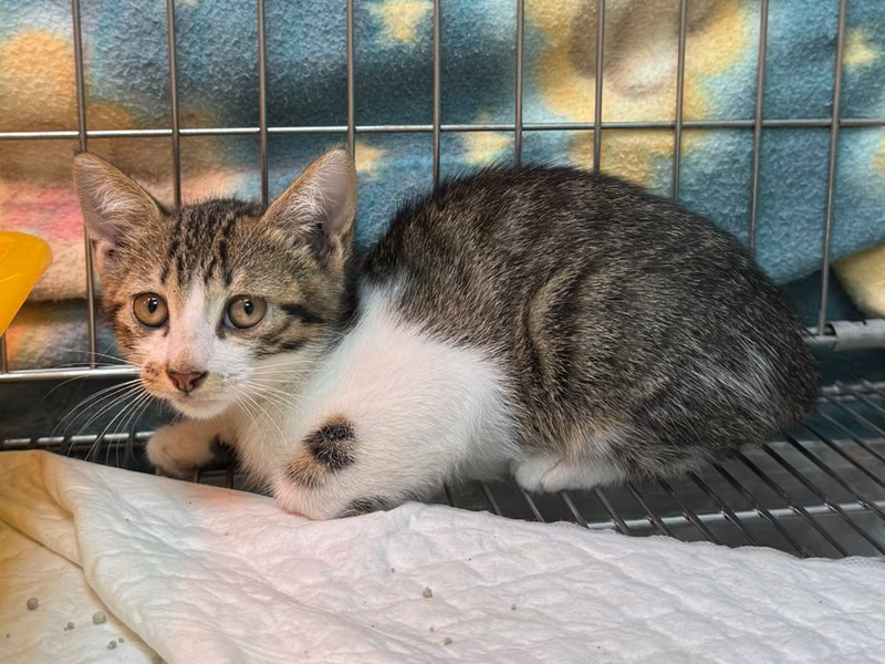 Tabby-and-white young male mixed-breed cat, Small, shelter no. …7012