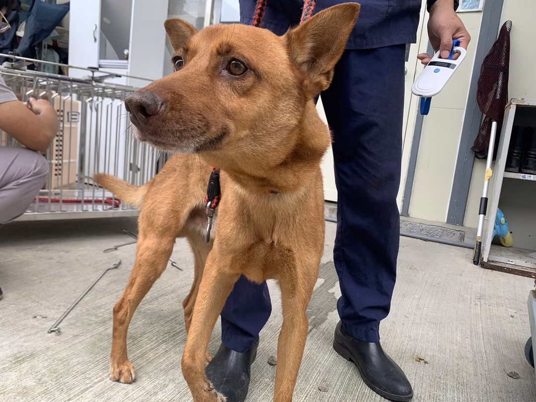 Tan adult male mixed-breed dog, Medium, shelter no. …0602