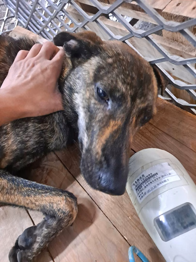 Tabby adult female mixed-breed dog, Medium, shelter no. …2001